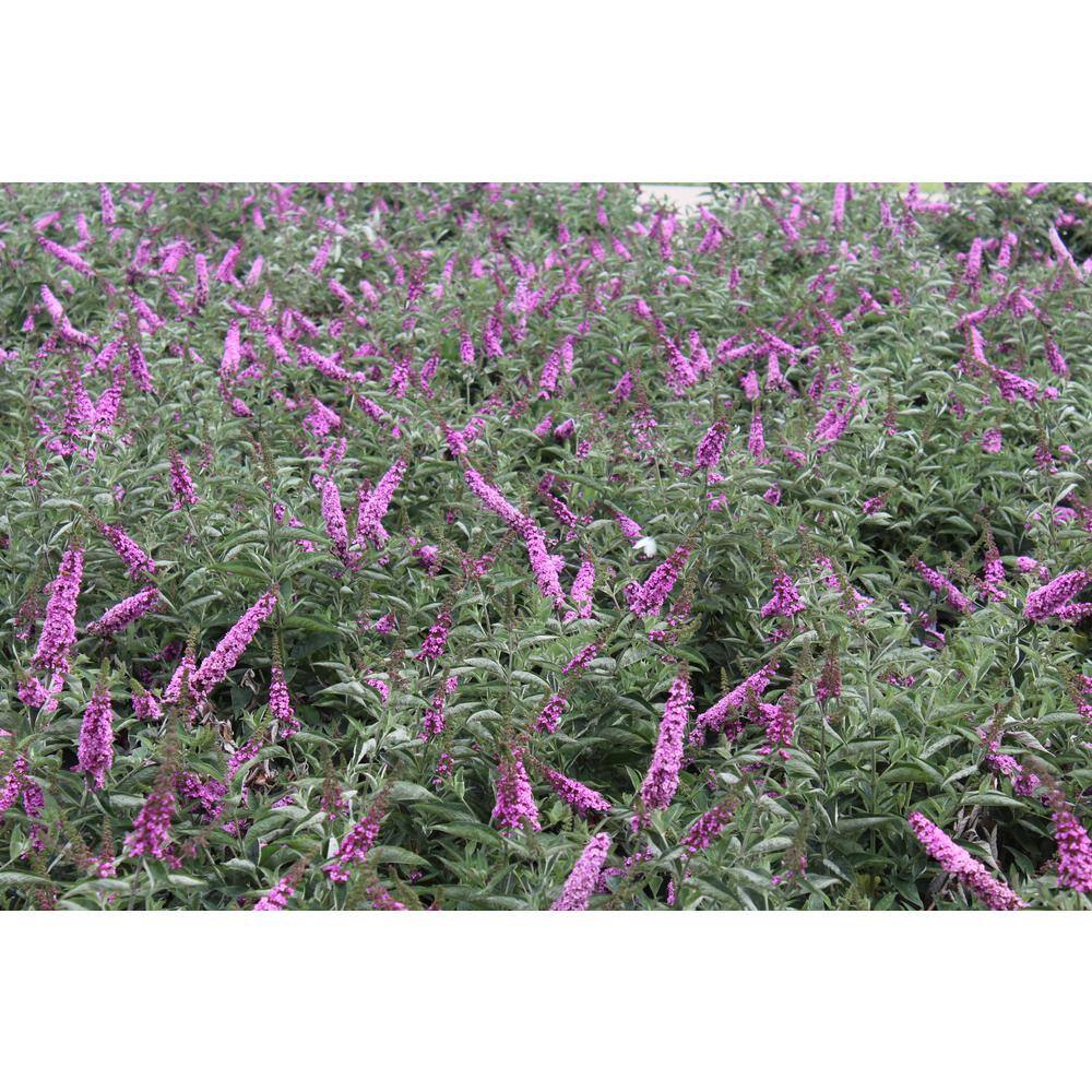 UPC 738793002023 product image for PROVEN WINNERS 4.5 in. qt. Lo and behold 'Pink Micro Chip' Butterfly Bush (Buddl | upcitemdb.com
