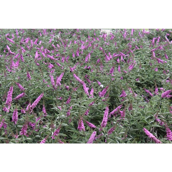 PROVEN WINNERS 4.5 in. qt. Lo and behold 'Pink Micro Chip' Butterfly Bush (Buddleia) Live Shrub, Pink Flowers