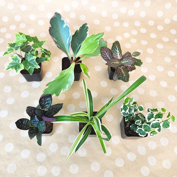 glass plant terrariums NCYP Watertight Open Geometric Glass Tin Terrarium, for small waterpond, Bog, moss landscape, Water pond, Carnivorous Plants 8 x 8 x 10inches / 20.3*