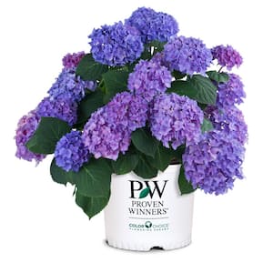 2 Gal Limelight Hydrangea Shrub With Green To Pink Flowers 14719 The Home Depot