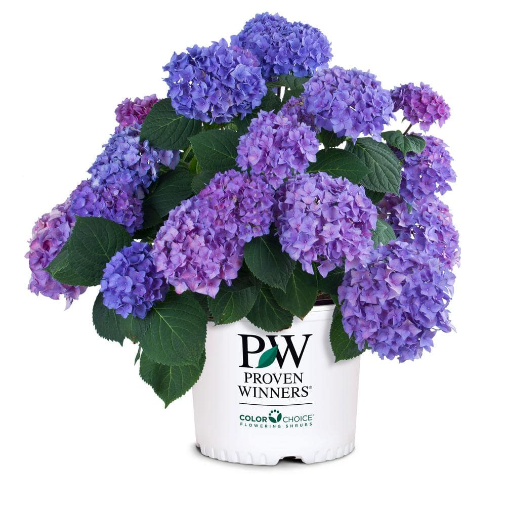 Image of Let's dance rhythmic blue hydrangea bush in vase