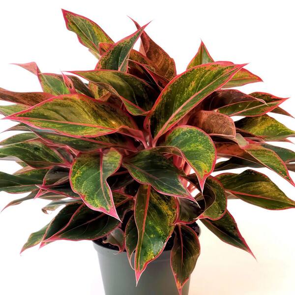 米山舞　everlasting plants national PLANT NETWORK 4 in. Aglaonema Aurora Siam Chinese