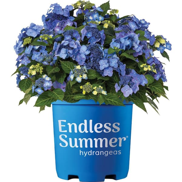 Endless Summer 2 Gal. Pop Star Reblooming Hydrangea Flowering Shrub with Electric Blue or Pink Lacecap Flowers