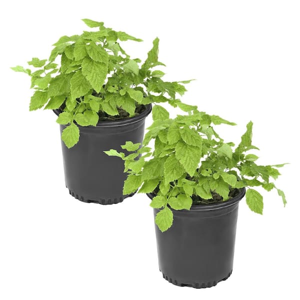 1 gal. Caroline Thornless Rubus Raspberry Plant (2-Pack)