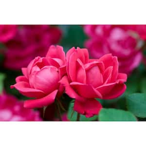 Packaged #1 Grade Red Double Knock Out Rose Bush with Red Flowers in 3.5 in. x 12 in. Plastic Package