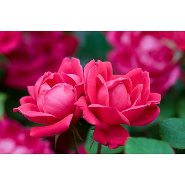 KNOCK OUT Packaged #1 Grade Red Double Knock Out Rose Bush with Red Flowers in 3.5 in. x 12 in. Plastic Package