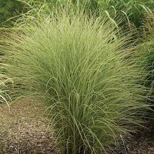 2.50 Qt. Pot, Morning Light (Miscanthus) Ornamental Grass, Potted Perennial Plant (1-Pack)