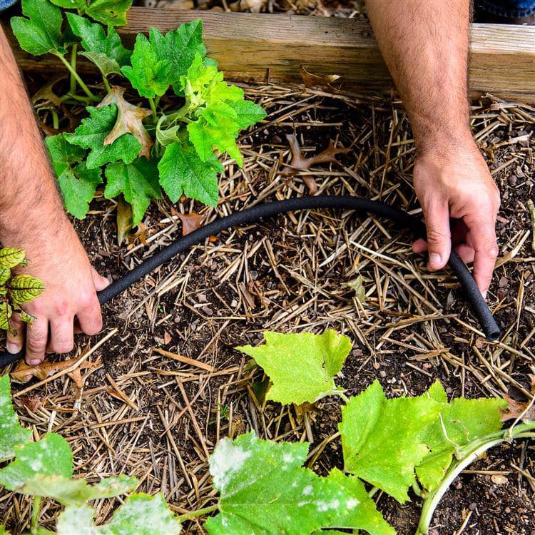 https://images.thdstatic.com/productImages/d06ad38e-ea79-4b1f-a97a-ccbeb2e4ee75/svn/swan-garden-hoses-celspak38100cc-a0_1000.jpg
