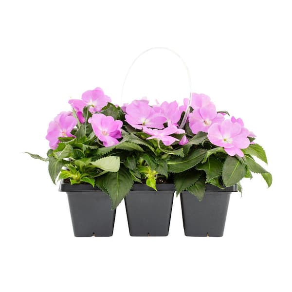 SunPatiens 6-Pack Compact Orchid Blush SunPatiens Impatiens Outdoor Annual Plant with Purple Flowers