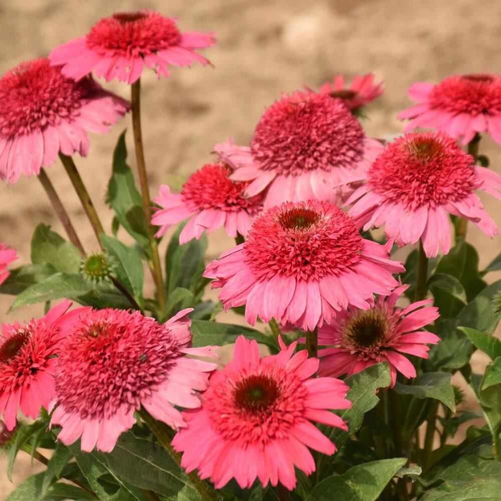 Proven Winners 1 Gal. Double Coded 'Coral Cranberry' Coneflower