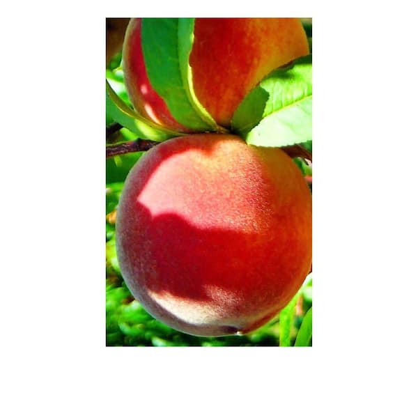 7 Gal. Red Haven Peach Tree