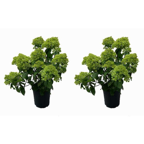 Unbranded Perennial Hydrangea Pandora 1.0 GL - (2-Pack)