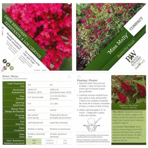 PROVEN WINNERS 1 Gal. Miss Molly Butterfly Bush (Buddleia) Live Shrub in  Deep Pink Flowers BUDPRC1166101 - The Home Depot