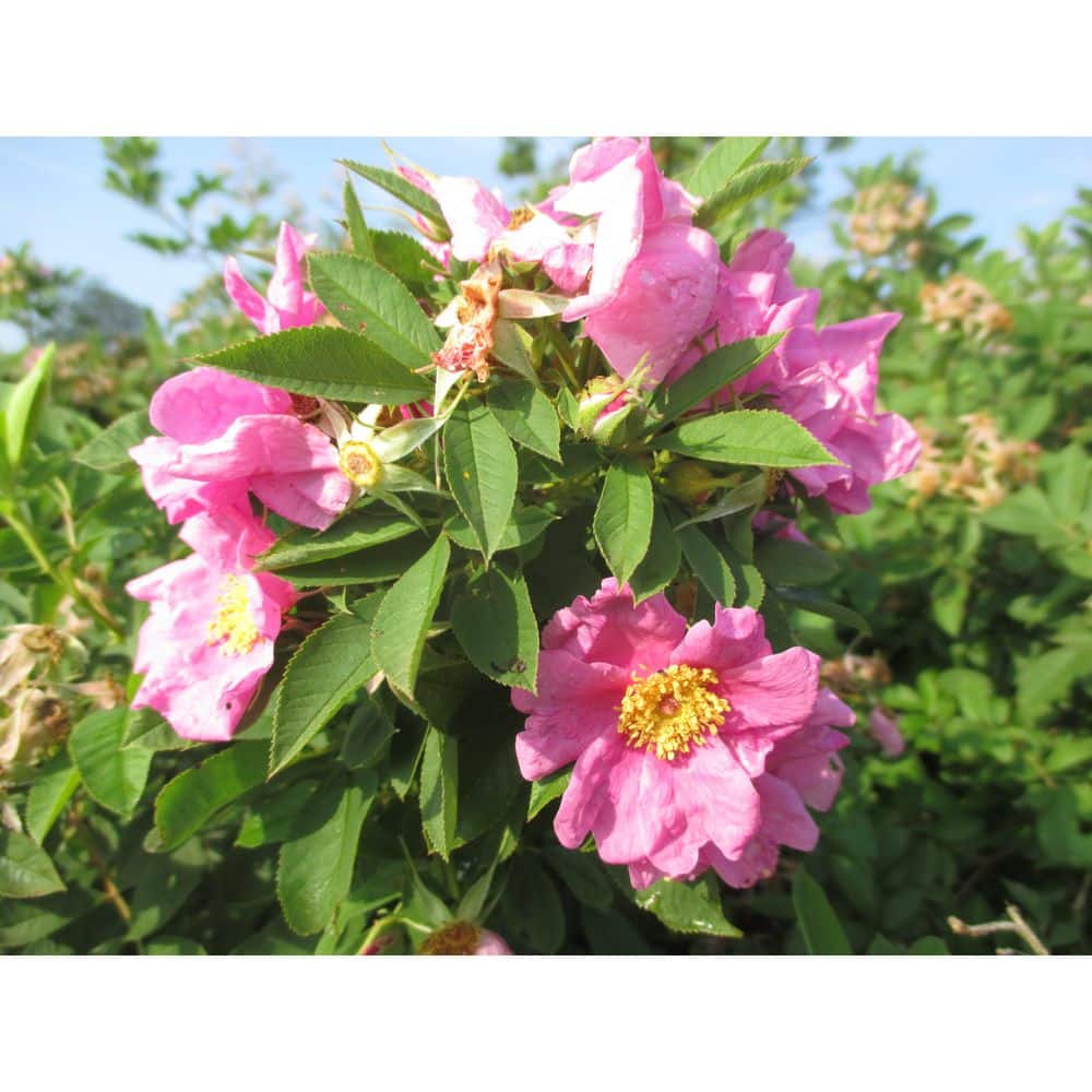 Online Orchards 1 gal. Wild Rose Flowering Native Shrub with