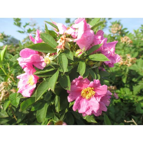 Online Orchards 1 gal. Wild Rose Flowering Native Shrub with Wetland Loving Pink Blossoms