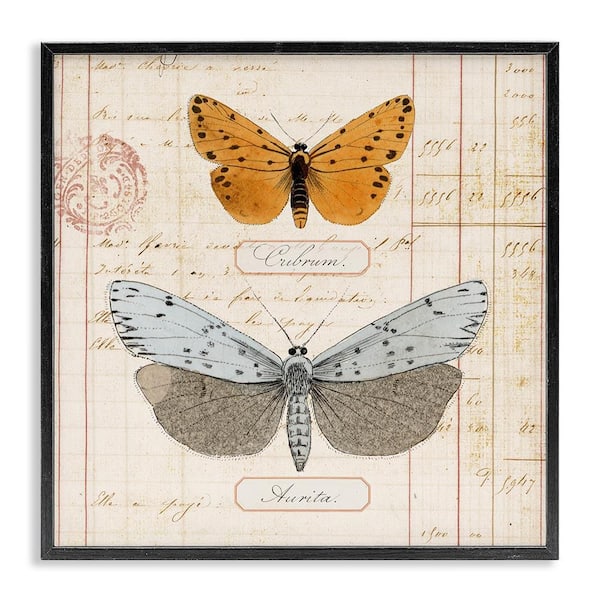 Stupell Industries Vintage Butterfly Specimen by Susan Arnot Black Framed Animal Giclee Art Print 12 in. x 12 in.
