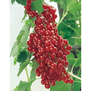 4 in. Pot Red Lake Currant (Ribes) Live Fruiting Plant White Flowers with Green Foliage (1-Pack)