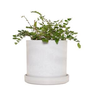 7 in. Stonewash Recycled Planter w/saucer and 6 in. Button Fern - 1 Piece
