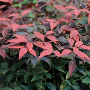 2 Gal. Flirt Nandina, Live Evergreen Groundcover Shrub, Deep Red New Foliage