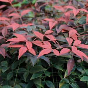 1.5 Gal. Flirt Nandina, Live Evergreen Groundcover Shrub, Deep Red New Foliage