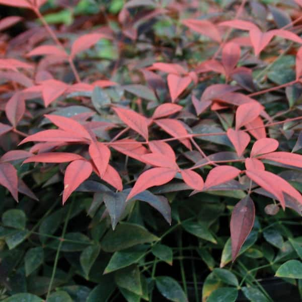 SOUTHERN LIVING 1.5 Gal. Flirt Nandina, Live Evergreen Groundcover Shrub, Deep Red New Foliage