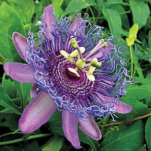 Purple Passion Flower (Passiflora), Live Potted Tropical Vine with Purple Flowers in 3 in. Pot(1-Pack)