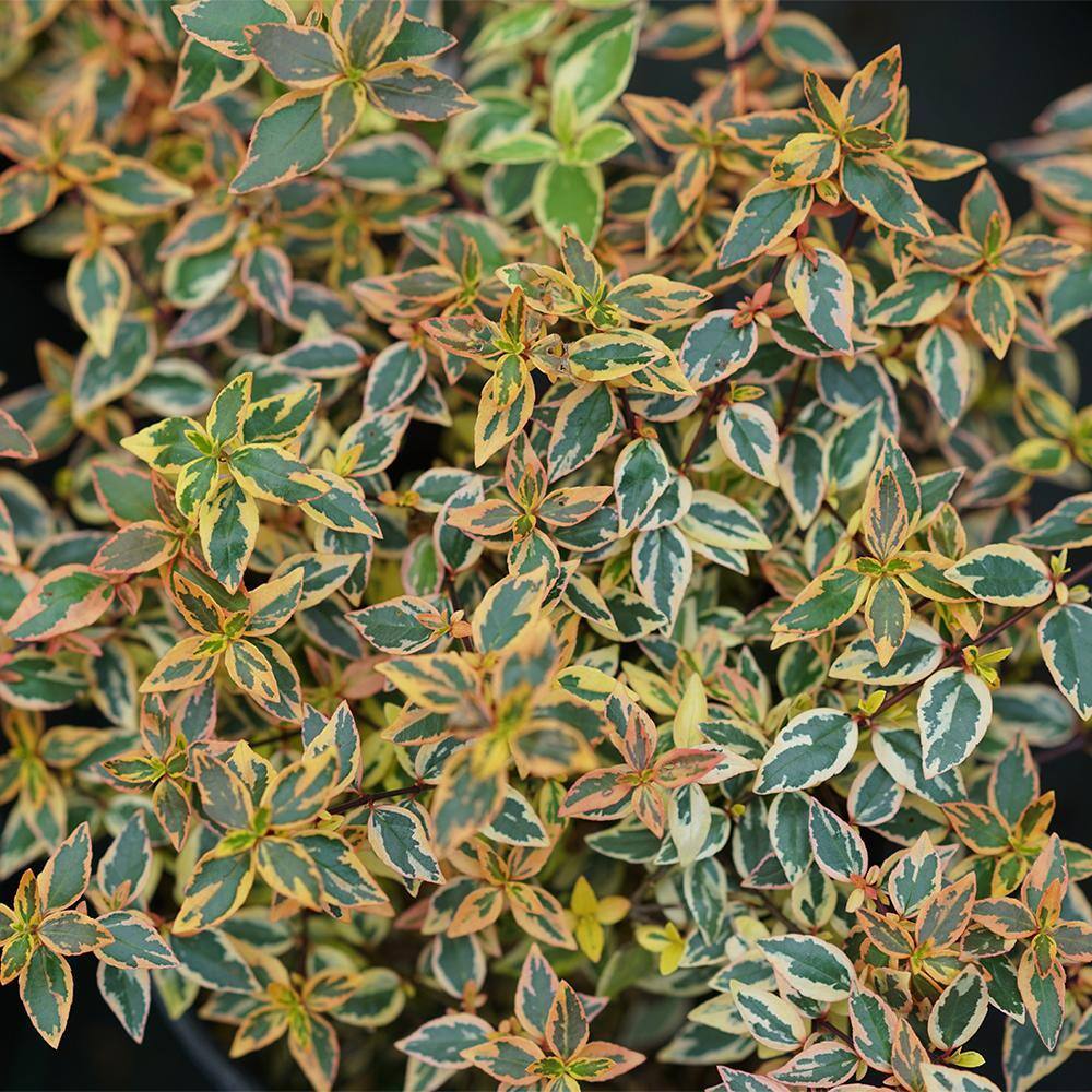 2 Gal. Tres Amigos Abelia Shrub in Decorative Container price history on PriceWatchPro