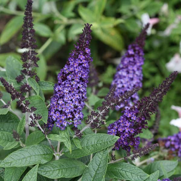 2G Butterfly Bush Pugster Blue Plant with Blue Blossoms in Grower pot