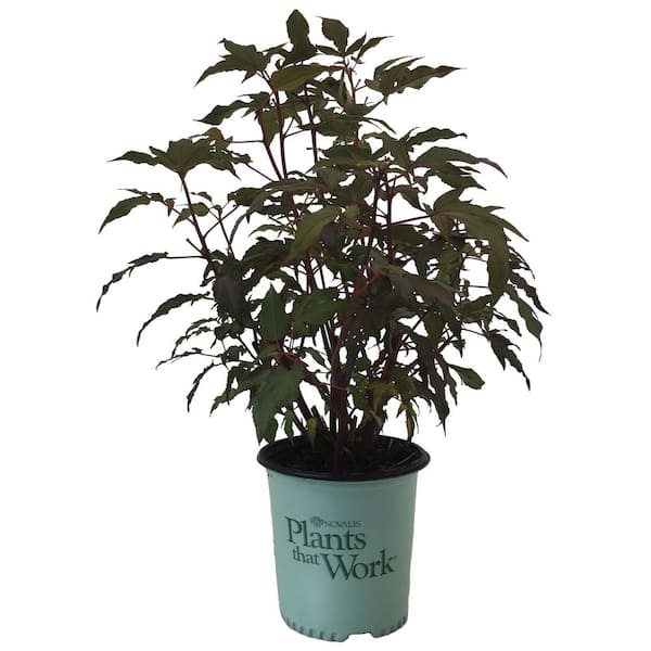 Plants That Work Rose Mallow (Hibiscus) Starry Night (Live Plant)
