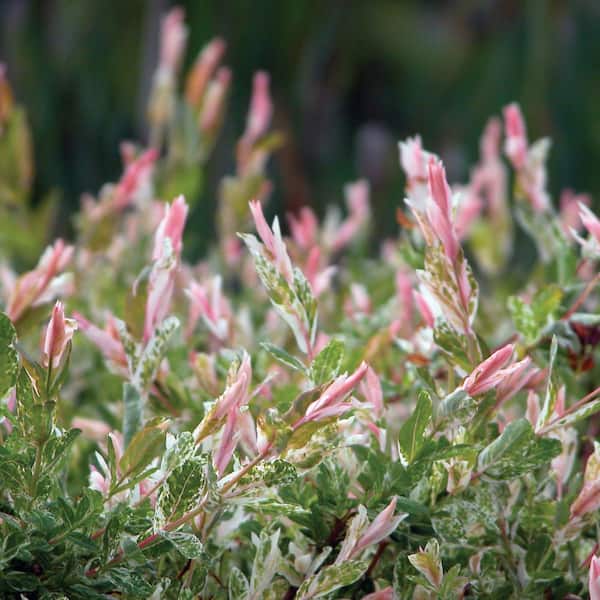 VAN ZYVERDEN Salix Hakuro Nishiki 4 in. Potted Rocketliners (Set of 3 Plants)