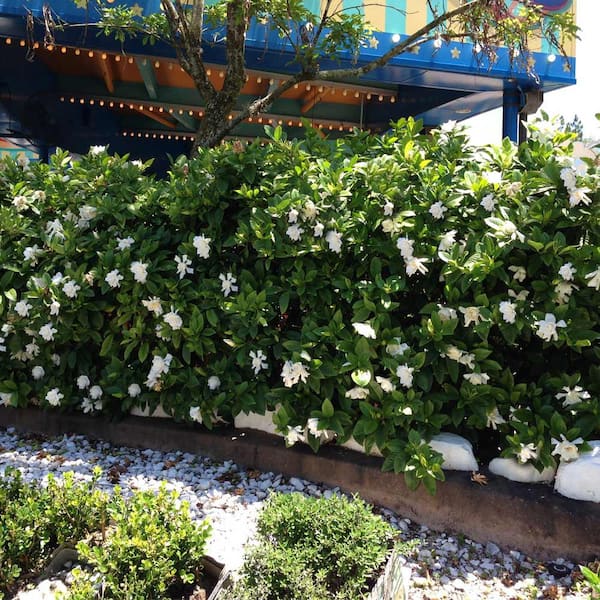 3 Gal. Flowering Frost Proof Gardenia with White Blooms