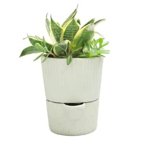 6 in. Dia x 7 in. H Flutted Tapered Composite Self Watering Pot in White