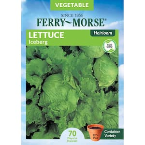 Lettuce Iceberg Heirloom Vegetable Seed