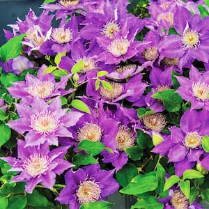 Bijou Clematis Vine Purple Flowering Dormant Bare Root Perennial Starter Plant (1-Pack)