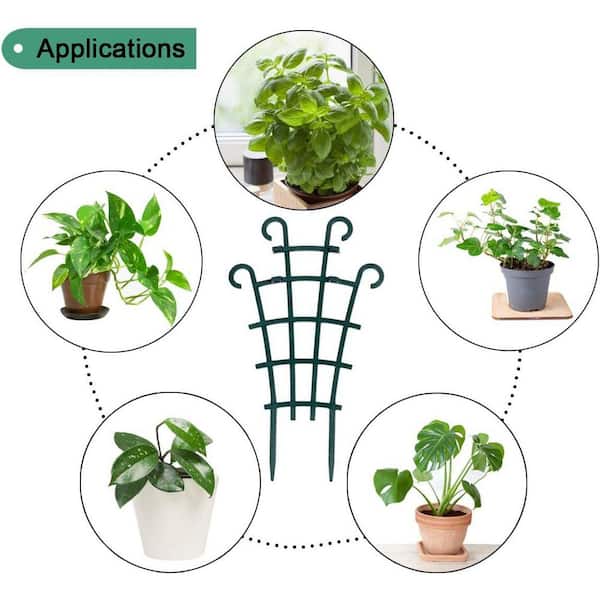 elephant ear plant cactus Elephant Ear Plants for Sale