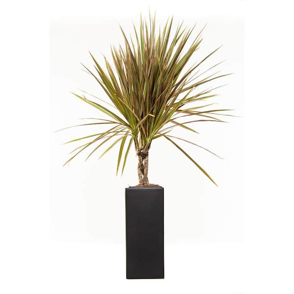 Unbranded 4 in. Madagascar Dragon Tree Plant (Dracaena Marginata) 10 in. Tall Black Vase