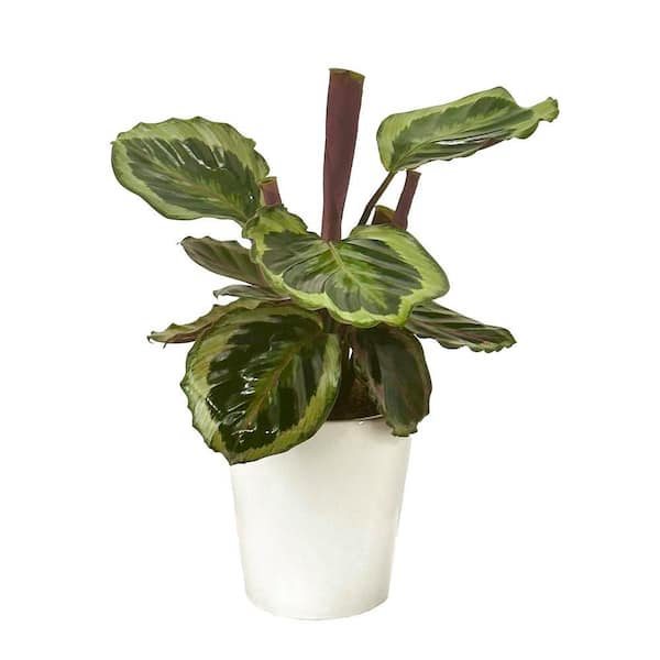 Prayer Plant Colorfull Calathea Like a Prayer Indoor Plant in 5 in. Ceramic White Container