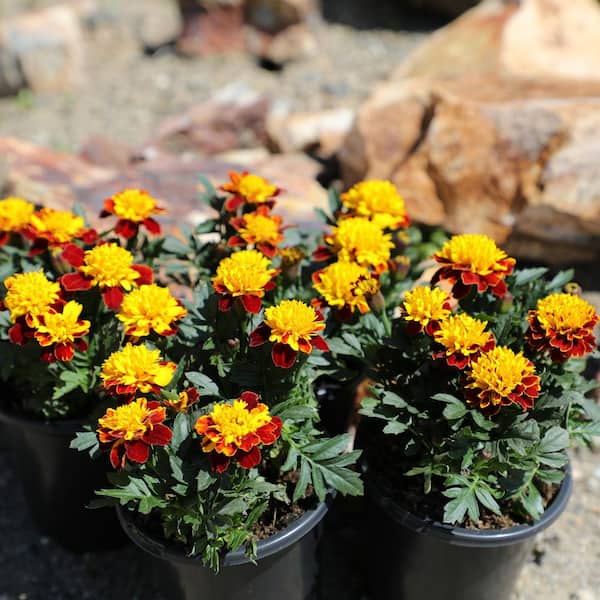 ALTMAN PLANTS Bicolor French Marigold Plant (6 Pack) with Assorted Flowers  1005174043 - The Home Depot