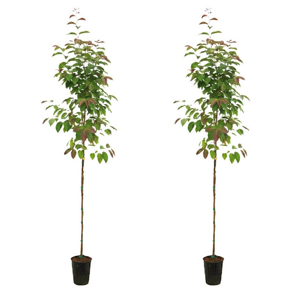 1 gal. Golden BellTower Deciduous Ironwood Persian Tree with Red ...