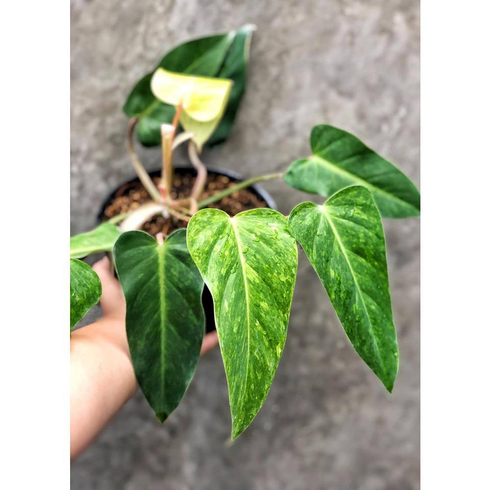 Painted Lady Philodendron-Live Plant in a 4 Inch Pot-Philodendron erubescens-Houseplant-Air Purifying price history on PriceWatchPro
