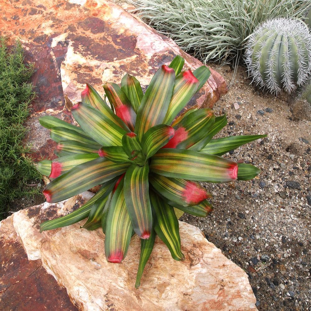 Freddie Variegated Bromeliad with Cherry Red Tips in Yellow Planter