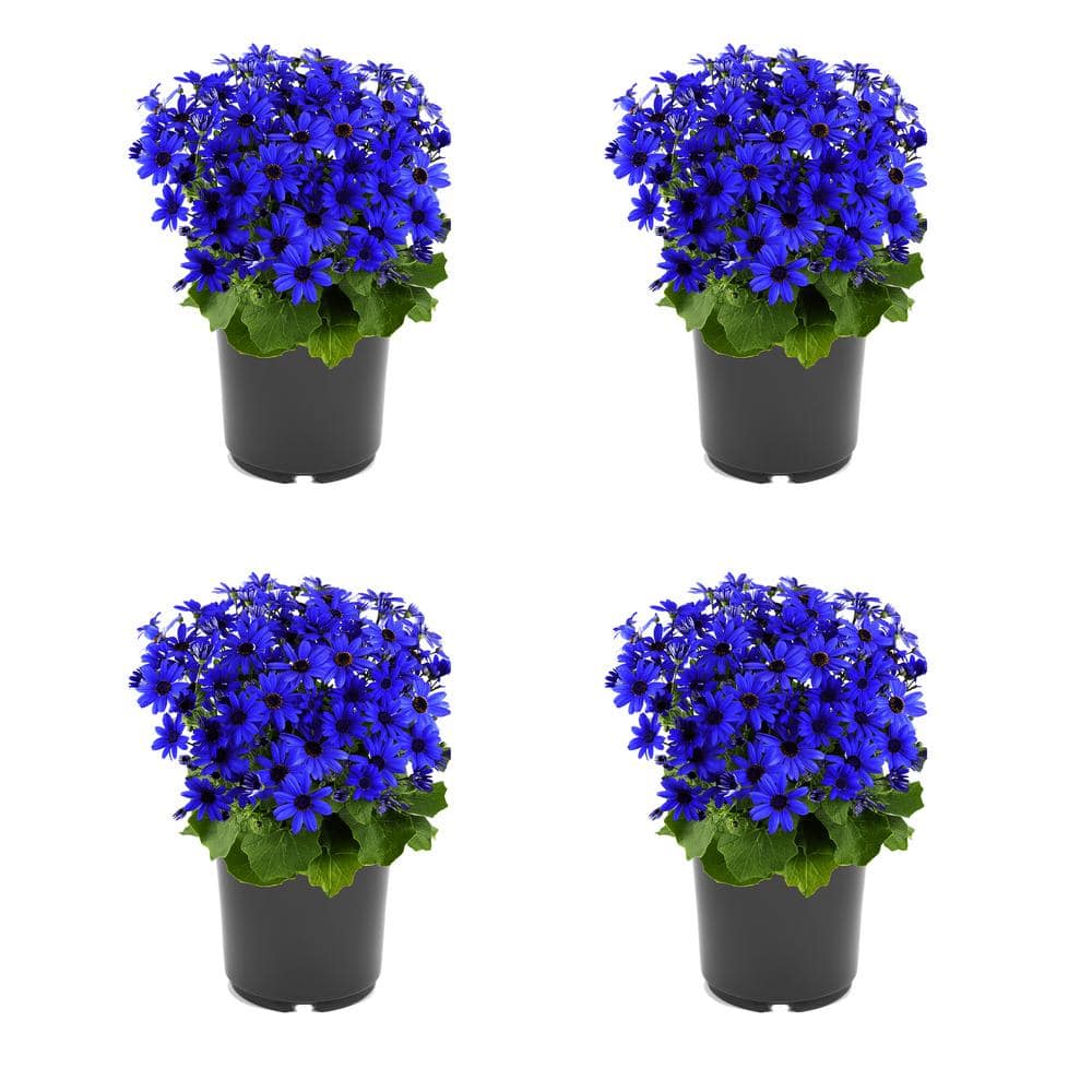 Annual Pericallis Senetti Blue 2.5 qt. - (4-Pack) 2370 - The Home