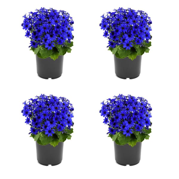 Unbranded Annual Pericallis Senetti Blue 2.5 qt. - (4-Pack)