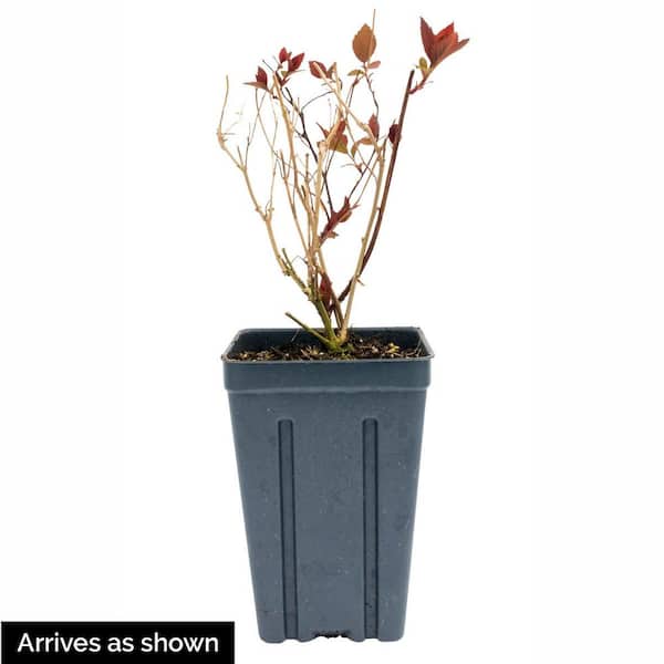 4 in. Pot Early Amethyst Beautyberry (Callicarpa), Live Deciduous Shrub with Pink flowers to Purple Berries (1-Pack)