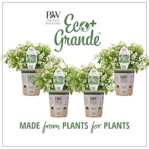 4-Pack, 4.25 in. Eco+Grande Diamond Snow (Euphorbia) Live Plant, White Double Flowers