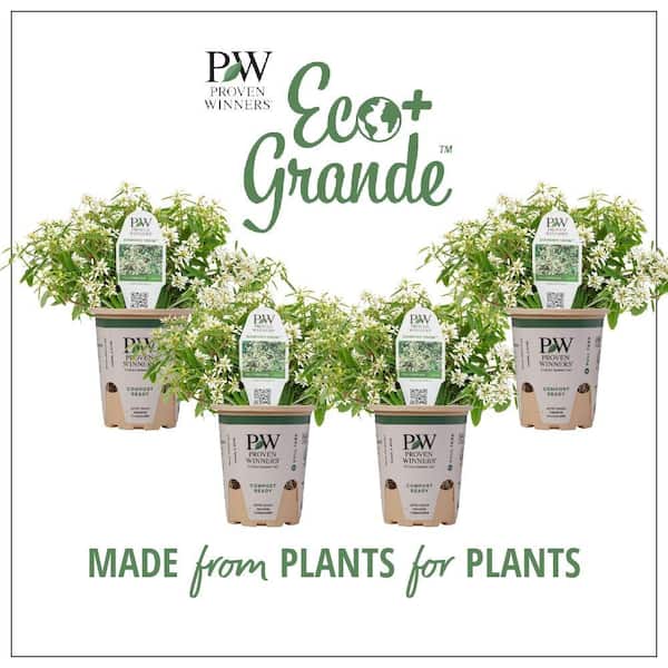 PROVEN WINNERS 4-Pack, 4.25 in. Eco+Grande Diamond Snow (Euphorbia) Live Plant, White Double Flowers
