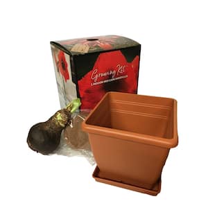 Red Lion Amaryllis Holiday Planting Box Kit