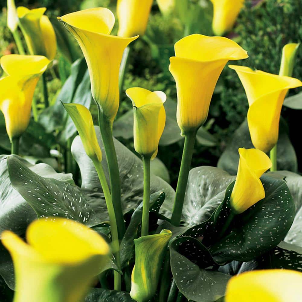 van-zyverden-flower-bulbs- van-zyverden-flower-bulbs-