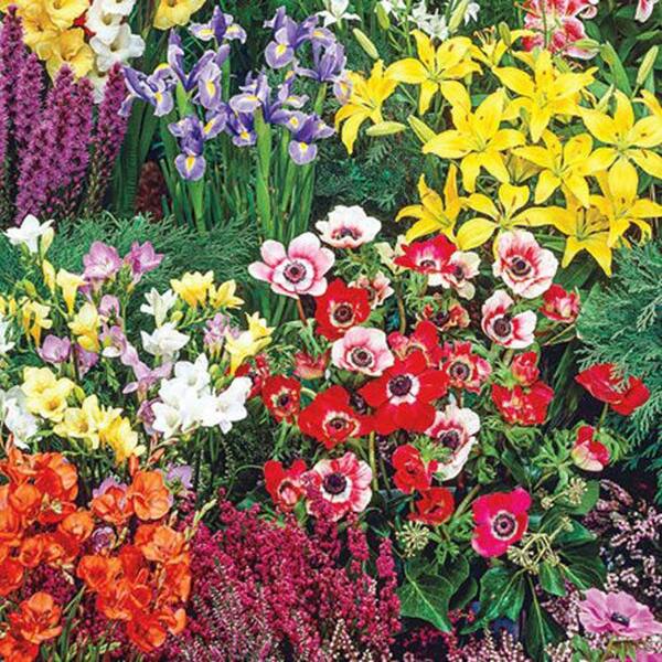K. van Bourgondien Border Summer Flowering Bulbs