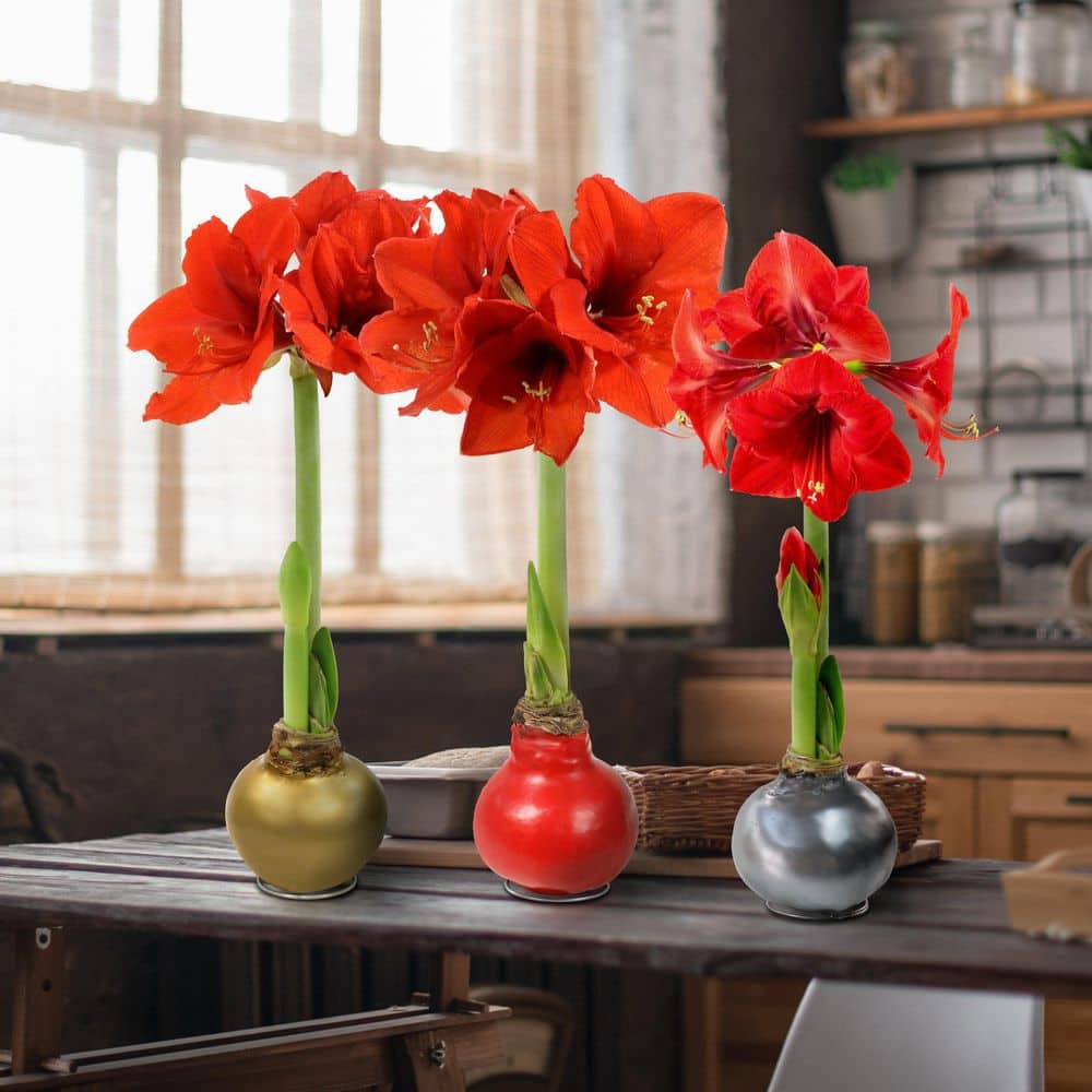 national PLANT NETWORK BlooMaker Variety Collection Waxed Red